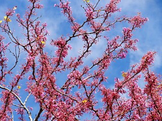 Pink redbud tree branches blooming against blue sky