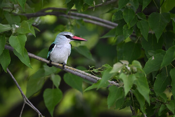 Fototapeta premium Woodland Kingfisher (Halcyon senegalensis) perched on a diagonal branch in lush green African canopy