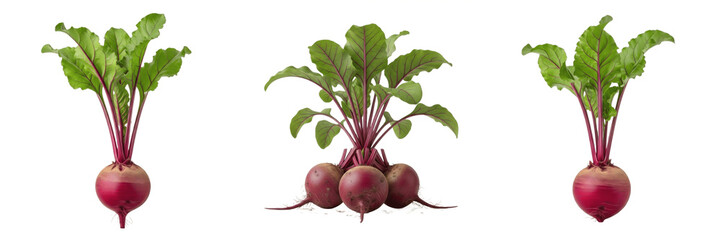 Set of Fresh Beetroot Plants Beta Vulgaris with Green Leafy Tops Isolated Transparent Background PNG