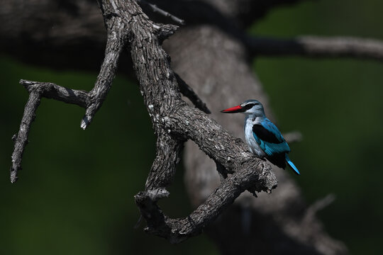 Woodland Kingfisher (Halcyon senegalensis) perched on a branch, vibrant African bird in natural habitat