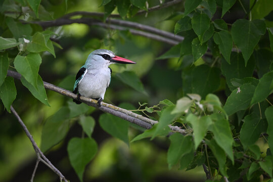 Woodland Kingfisher (Halcyon senegalensis) perched on a diagonal branch in lush green African canopy