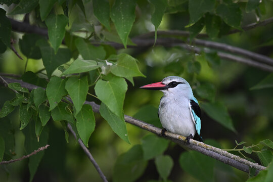Woodland Kingfisher (Halcyon senegalensis) perched on branch among green leaves, African bird photography