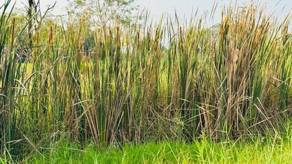 Obraz premium Vibrant eye-level view of a dense thicket of tall wild reeds standing behind bright green lush grass.