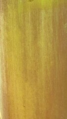 Detailed macro of smooth vertical yellow and brown fibrous lines along a living banana plant trunk.