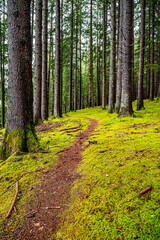 Fototapeta premium Waldlandschaft mit schmalem Pfad zwischen den senkrechten Waldbäumen und Moosboden