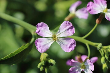Fototapeta premium 陽光に透けるハマダイコンの花びらと蕾