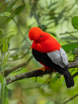 Cock of the rock (Leontocebus nigricollis) male, perched on branch at lek, cloud forest, Ecuador. 
