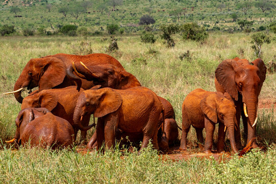 African elephant (Loxodonta africana) herd taking a mud bath in the red soil, Tsavo East National Park, Kenya. Endangered. 