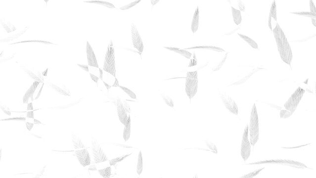 白い羽が舞い散る背景画像。背景が透過しているPNG画像。