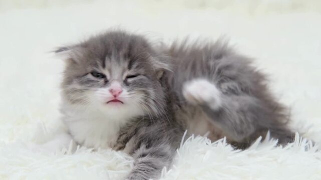 Beautiful Shot of a Fluffy grey and white long-haired kitten scratching itself on white rug. Baby Animals, Pet Care, Cute/Funny Moments
