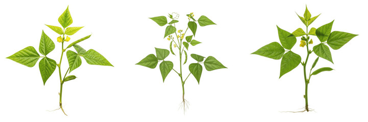 Naklejka premium Set of Bean Plants Phaseolus Vulgaris with Yellow Flowers and Green Pods Isolated Transparent Background PNG