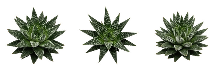 Fototapeta premium Set of Architectural Haworthia Succulent Plants with Spiky White-Striped Green Leaves Isolated on White Background PNG