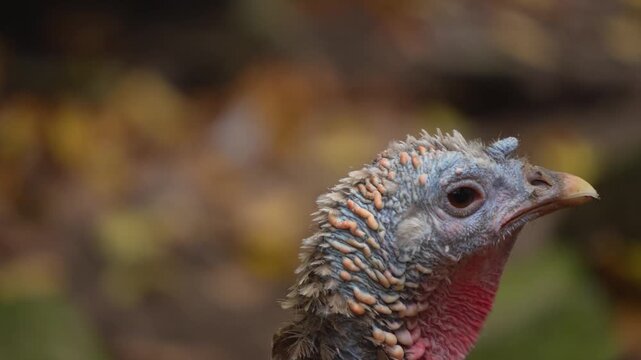 Close up Turkey head bird with grey feathers and red appendage on the farm looking around on a cloudy spring day
