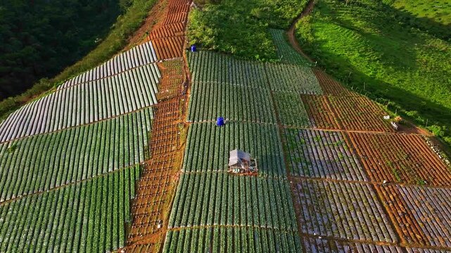 Drone footage of neatly arranged crop rows with a farmer in the middle of cultivated farmland in rural landscape.