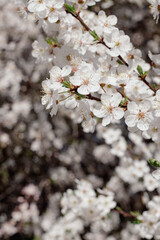 Obraz premium Flowering cherry against a blue sky. Cherry blossoms. Spring background