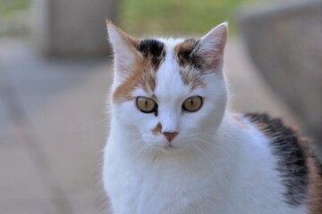 Intense close-up portrait captures a focused calico cat staring with striking yellow eyes