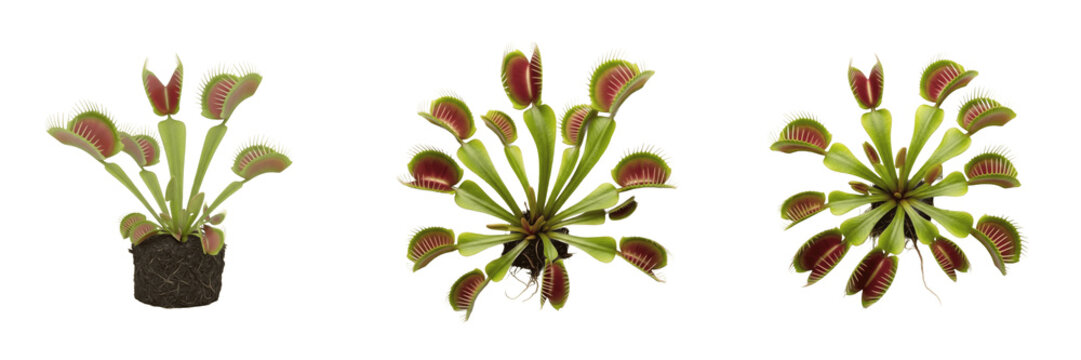 Set of Fresh Carnivorous Venus Flytrap Plants with Green and Red Traps Isolated on White Background PNG