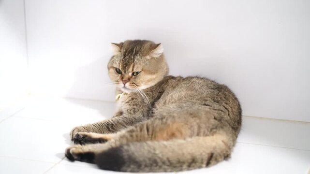 Grumpy tabby cat with fluffy fur and round face lying white tile floor, relaxed posture, expressive eyes, indoor domestic feline pet animal, soft fur, peaceful mood, natural light, indoor pet