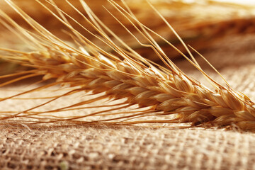 Naklejka premium Wheat stalk arranged carefully on a plain burlap fabric surface in a simple display setup