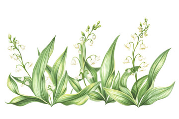 Fototapeta premium Lily of the valley flowers and leaves isolated on transparent background. Lily of the valley isolated on white background