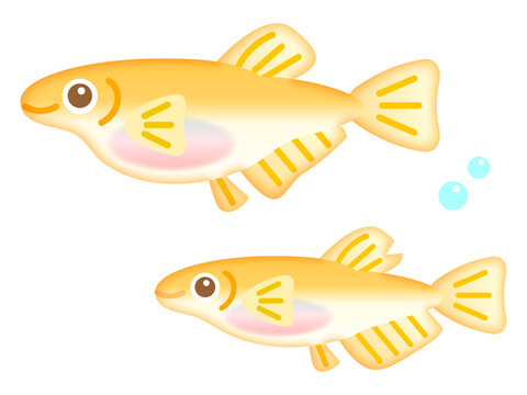 かわいい二匹のメダカのイラスト素材