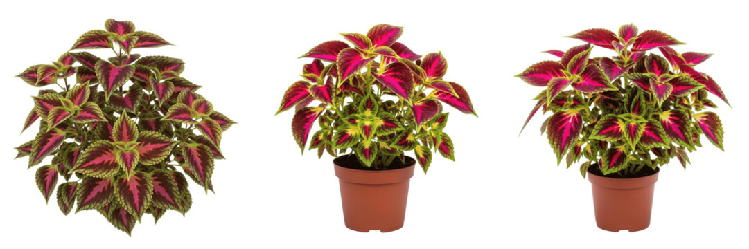 Set of Fresh Potted Coleus Plants with Vibrant Red and Green Variegated Foliage Isolated on White Background PNG