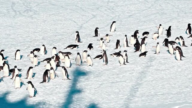 Large colony of Ad&eacute;lie penguins walking across vast Antarctic ice field. The penguins are spread out, walking and interacting against the textured white snow and ice. Wildlife, Conservation, Arctic/An