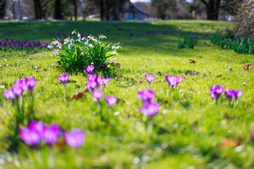 Seasonal spring flowers from garden