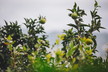 Green citrus fruits hang from branches in a flourishing orchard. The clouds above add a tranquil...