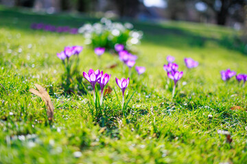 Seasonal spring flowers from garden