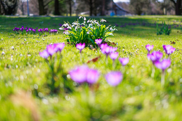 Seasonal spring flowers from garden