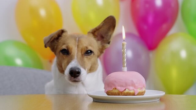 Close up cute dog licking lips birthday donut candle balloons. Jack Russell Terrier bday party vertical video. Happy domestic animal celebrating festive atmosphere colorful balloons indoor decoration.