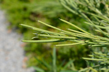 Alpine wallflower seed pods - Latin name - Erysimum cheiri