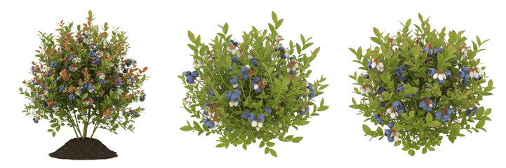 Set of Fresh Blueberry Bushes with Ripe Berries Growing in Soil Isolated on White Background PNG