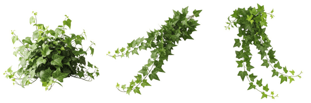 Set of Realistic English Ivy Vines and Hanging Foliage PNG Transparent Background