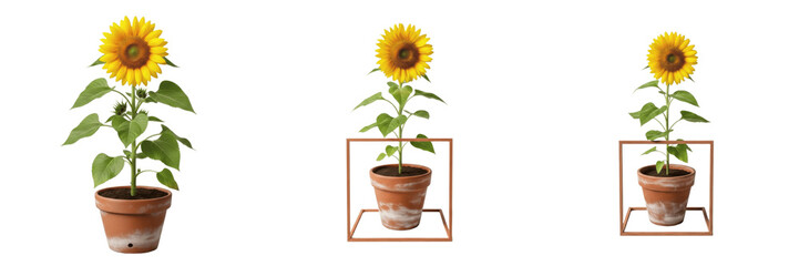 Obraz premium Set of Realistic Potted Sunflowers in Terracotta Pots with Decorative Frames PNG Transparent Background