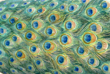 Watercolor Peacock Feather Texture Background