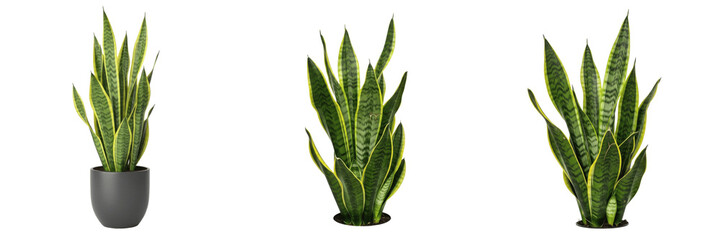 Obraz premium Set of Realistic Snake Plants and Sansevieria Trifasciata in Pots PNG Transparent Background