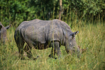 Obraz premium White rhinoceros (Ceratotherium simum) grazing in tall grass in Uganda. African wildlife in natural habitat, endangered species conservation concept.