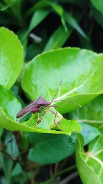 A leaf-footed bug is positioning itself on the leaf surface
