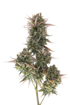 cola from a ripe cannabis plant on a transparent background	