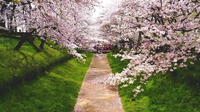 【埼玉県・幸手市】春の幸手権現堂公園　桜舞う遊歩道の風景　fix