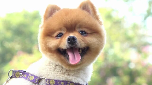 Close up of happy and cute smiling Pomeranian dog outdoors in summer sunlight. Pet Portraits, Happiness, Dog Grooming, Summer Lifestyle