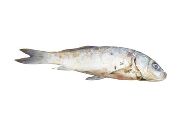 Fototapeta premium Dead Fish Isolated on Transparent Background Environmental Pollution Concept