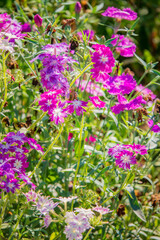A colorful display of pink and white flowers blooms in a sunny garden for spring