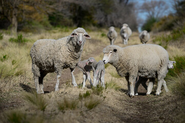 Obraz premium Mother and baby sheep in rural environment,Patagonia,Argentina.