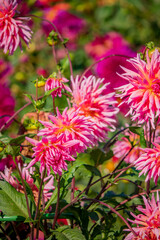 Obraz premium Colorful dahlias thrive in a sunny garden, displaying their rich pink hues and intricate petals