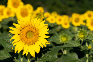Fototapeta premium Beautiful yellow color sunflower in the agriculture farm background