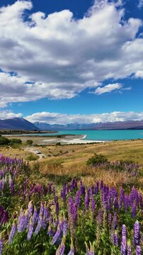 Colorful Lupine Flowers Field Overlooking Lake Tekapo and Southeren Alps in Background, New Zealand