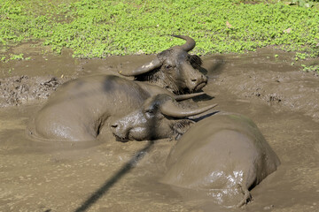Two water buffalo cooling off in mud bath on farm. relaxed domestic animals enjoy resting while submerged in muddy puddle feeling content and peaceful